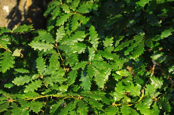 Bladeren Het Bos — Stockfoto