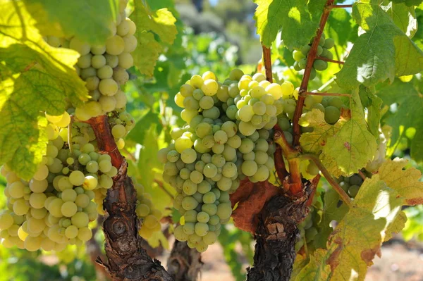 Uvas Que Crescem Vinha — Fotografia de Stock