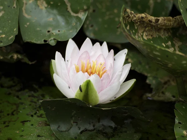 Nenúfar Flores Estanque Flora Naturaleza — Foto de Stock