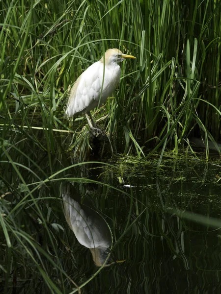 Blick Auf Schöne Vögel Der Natur — Stockfoto