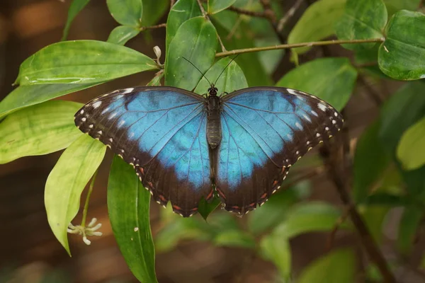 Ein Schöner Peleides Blue Morpho Mopho Peleides — Stockfoto