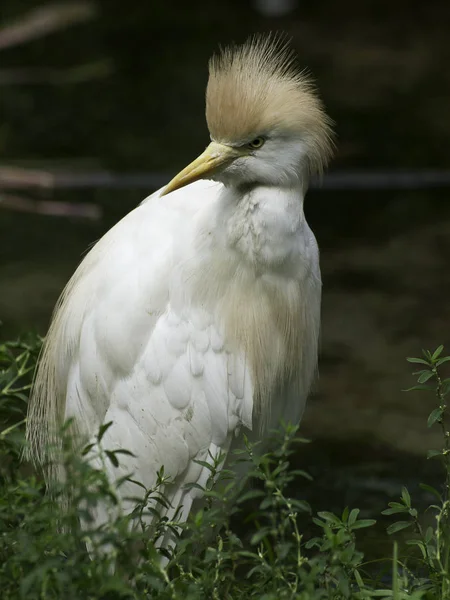 Vue Panoramique Bel Oiseau Nature — Photo