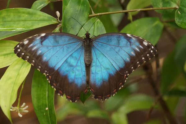 Peleides 나비의 Mopho Peleides — 스톡 사진