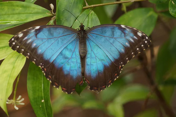 Una Morpho Peleides Hermoso Azul Mopho Peleides — Foto de Stock