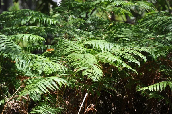 Flora Felce Verde Foglie Piante Forestali — Foto Stock