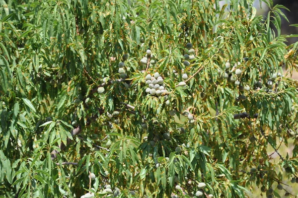 Mandeln Auf Dem Baum — Stockfoto