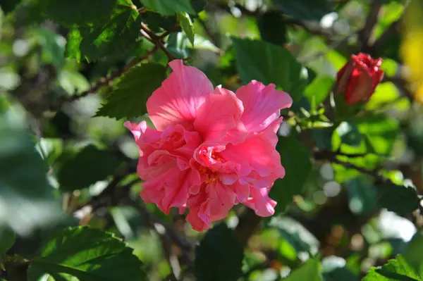 Hibiskus Kwiaty Płatki Flora Natura — Zdjęcie stockowe