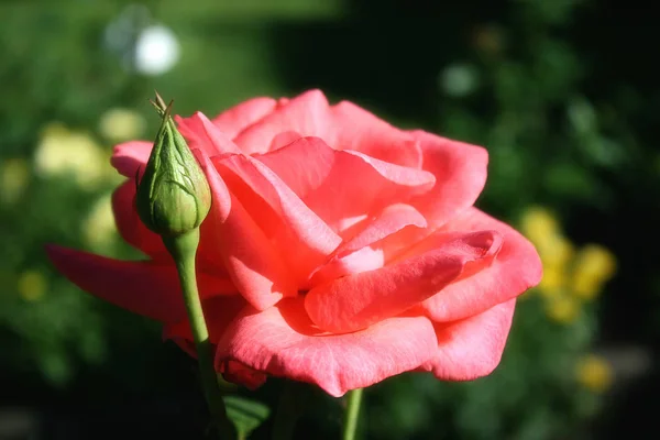 Bellissimi Fiori Sfondo Concetto Floreale — Foto Stock