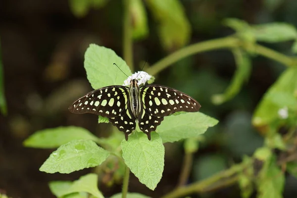 Una Hermosa Cola Jay Butterfly Graphium Agamemnon — Foto de Stock
