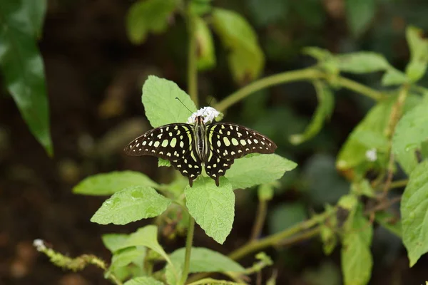 Uma Bela Cauda Jay Butterfly Graphium Agamemnon — Fotografia de Stock