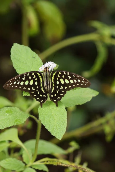 Motyl Pięknej Lodówki Jay Graphium Agamemnona — Zdjęcie stockowe