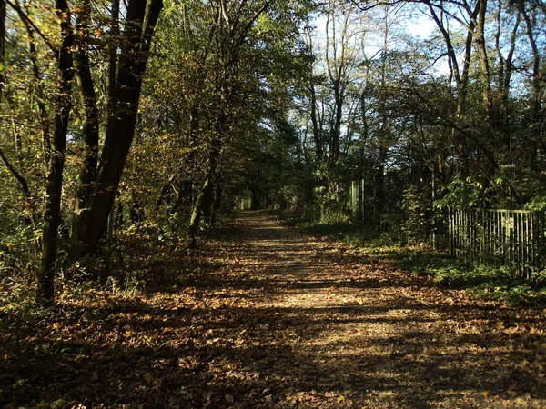 Vue Panoramique Flore Forêt Sauvage — Photo