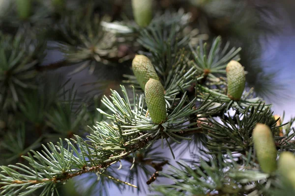 Sfondo Colorato Natale Biglietto Auguri Capodanno — Foto Stock