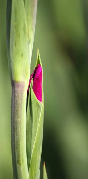 Les Pétales Fleur Gladiole Fleurissent — Photo