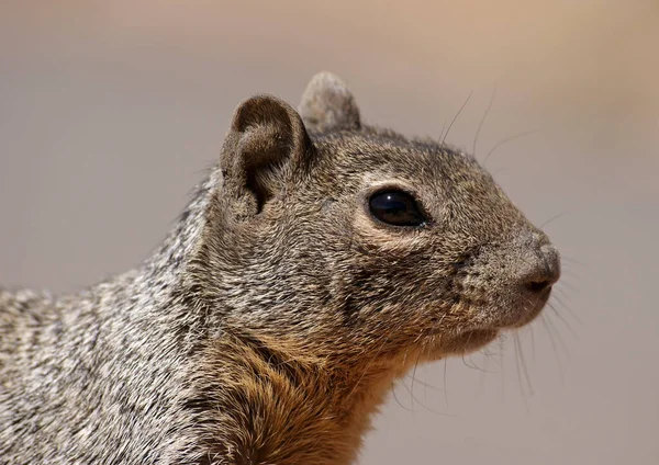 Squirrel Animal Rodent Mammal — Stock Photo, Image