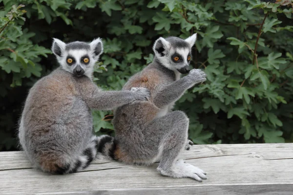 環尾輪動物 植物や動物 — ストック写真