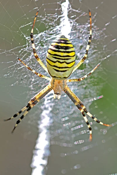 Primer Plano Error Naturaleza Salvaje — Foto de Stock