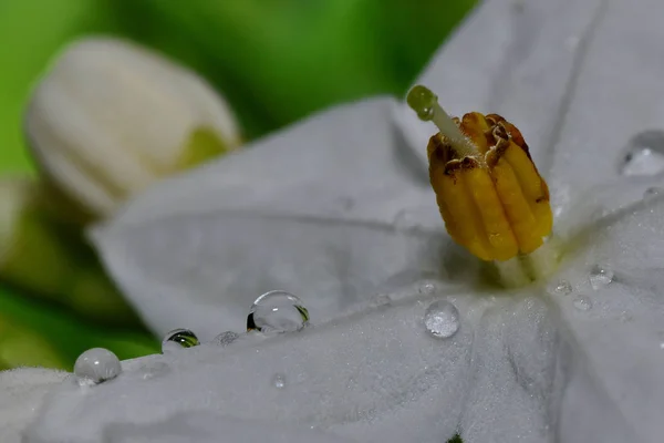 Цветок Жемчугом — стоковое фото