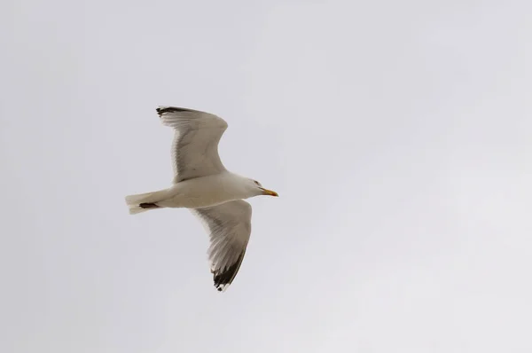 Scenic View Beautiful Silver Gull Nature — Stock Photo, Image