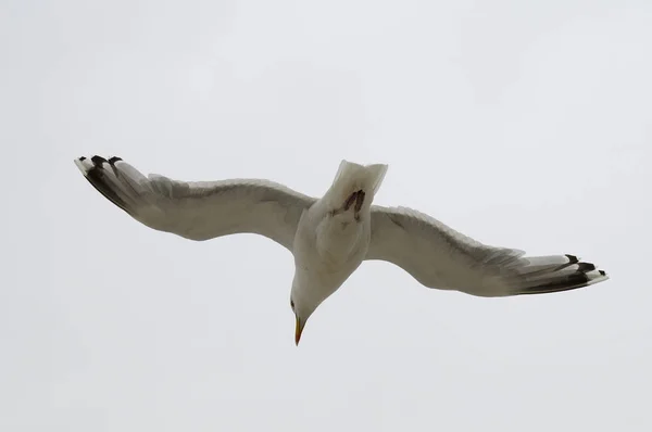 Schöne Silbermöwe Der Natur — Stockfoto