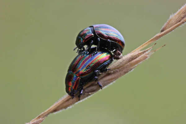 虹色の葉の甲虫 クリソリナ セレリス — ストック写真