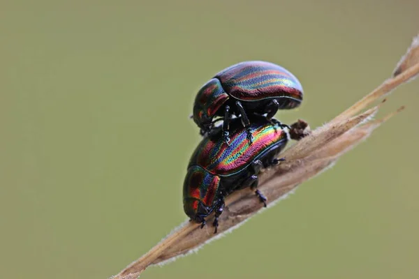 Parowanie Chrząszcza Tęczowego Chrysolina Cerealis — Zdjęcie stockowe