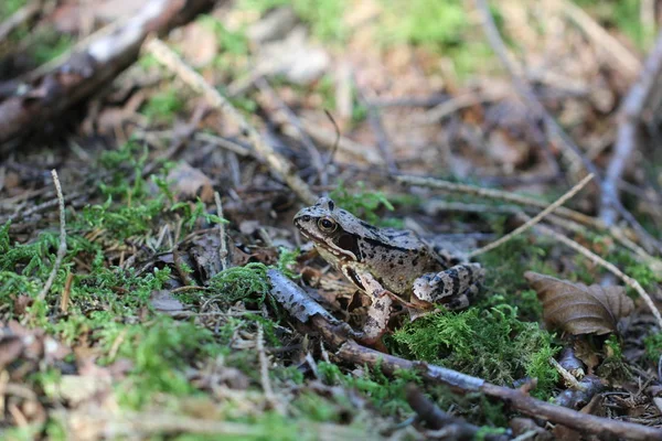 Amphibian Animal Frog Reptile — Stock Photo, Image