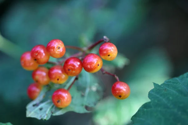 Naturskønne Udsigt Smuk Fugl Naturen - Stock-foto