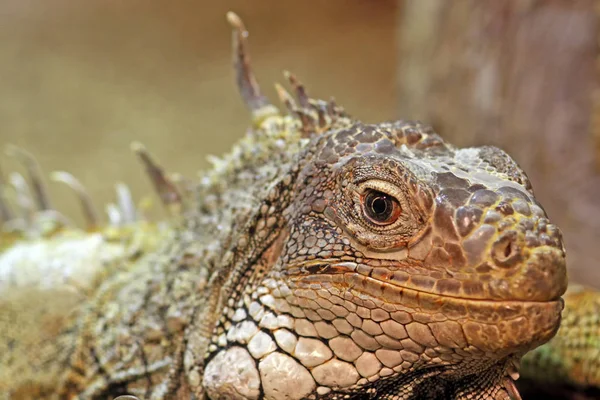 Iguana Zielona Iguana Iguana Iguana — Zdjęcie stockowe