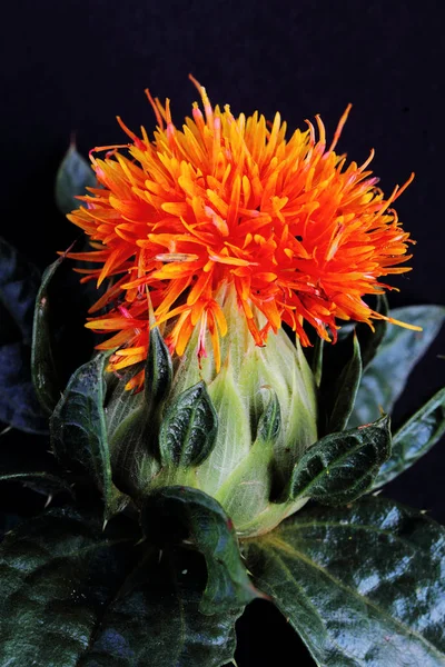 Bogáncsvirág Vadon Termő Növény — Stock Fotó