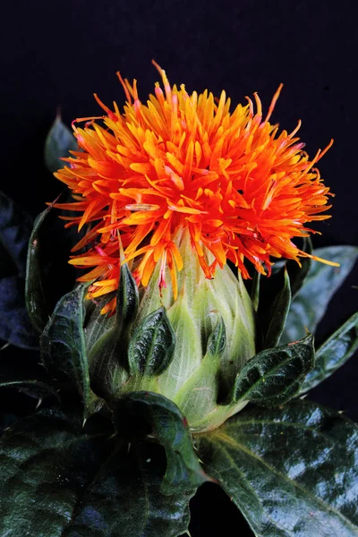 Thistle Flowers Wild Field Flora — Stock Photo, Image