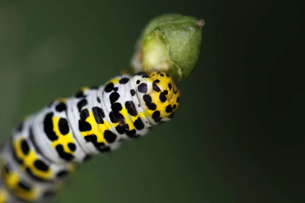 Närbild Makro Syn Larv Insekt — Stockfoto