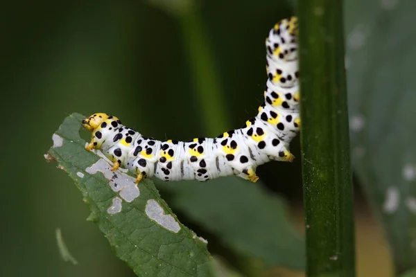 Rupsenworm Natuurinsect — Stockfoto