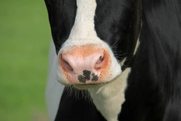 Nutztiere Selektiver Fokus — Stockfoto