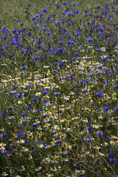 Açık Havada Büyüyen Renkli Çiçekler — Stok fotoğraf