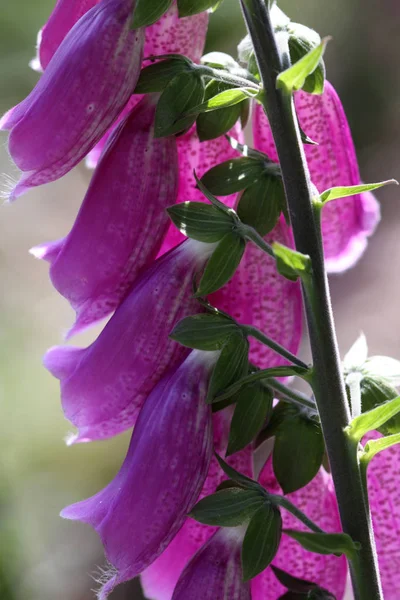 Foxglove Flor Botânica Beleza — Fotografia de Stock