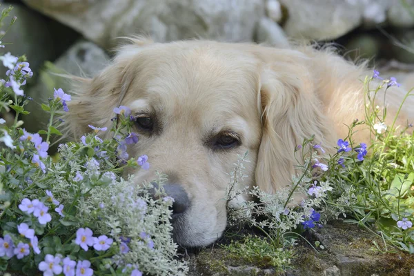 Golden Retriever Hond Liggend Bloembed Kijkend Naar Camera — Stockfoto