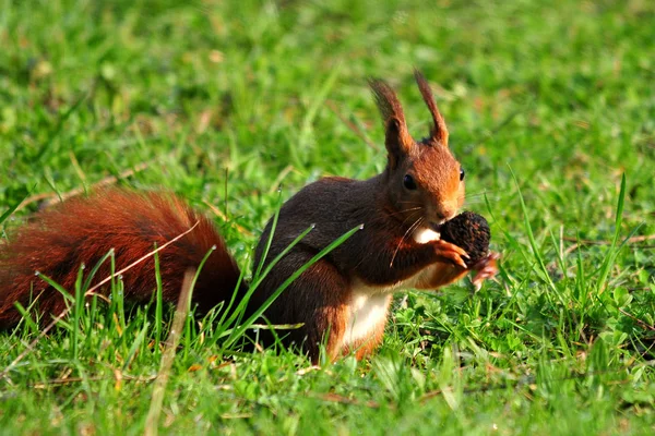 Comiendo Ardilla Prado — Foto de Stock