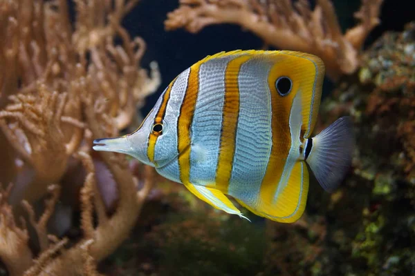 Piękna Miedziana Motyl Chelmon Rostratus — Zdjęcie stockowe