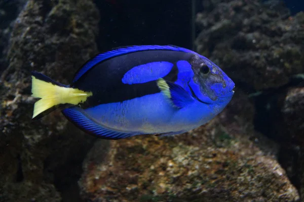 Vibráns Regal Tang Paracanthurus Hepatus — Stock Fotó