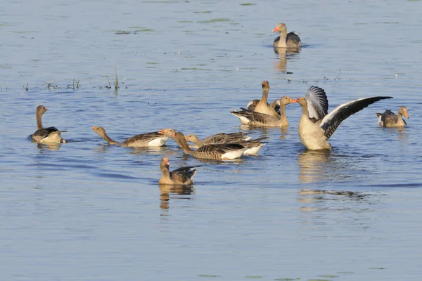 Naturskön Utsikt Över Gåsfågeln Naturen — Stockfoto