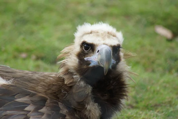 European Black Vulture Portrait Aegypius Monachus — Stock Photo, Image