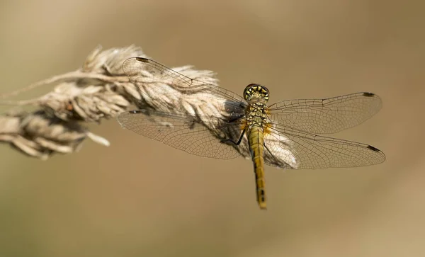 Odonata Libel Natuur Flora — Stockfoto