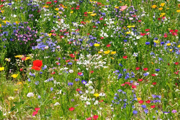 Wildflower Meadow Full Bloom — Stock Photo, Image