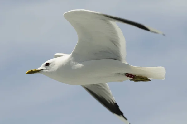 Schilderachtig Uitzicht Mooie Schattige Meeuw Vogel — Stockfoto