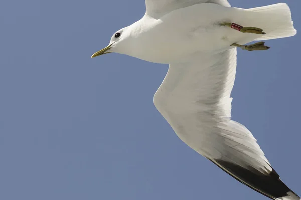 Schilderachtig Uitzicht Mooie Schattige Meeuw Vogel — Stockfoto