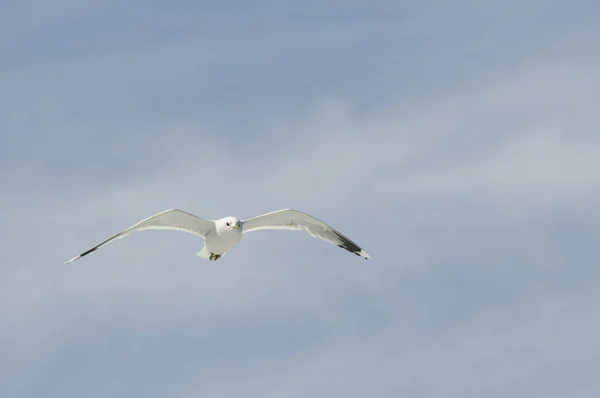 Vista Panorámica Hermoso Pájaro Lindo Gaviota — Foto de Stock