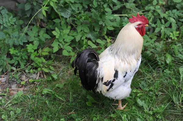 Hausgeflügel Auf Dem Hof — Stockfoto