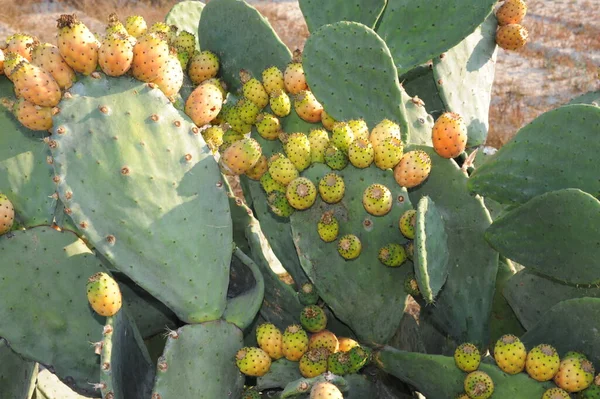 Frutta Dal Fico Cactus — Foto Stock