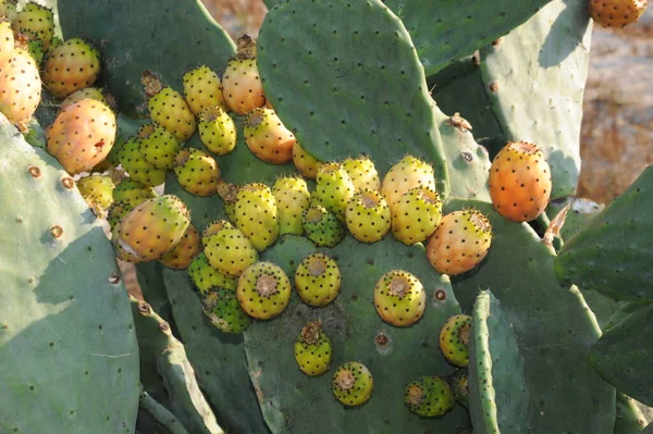 Fruit Fig Cactus — Stock Photo, Image
